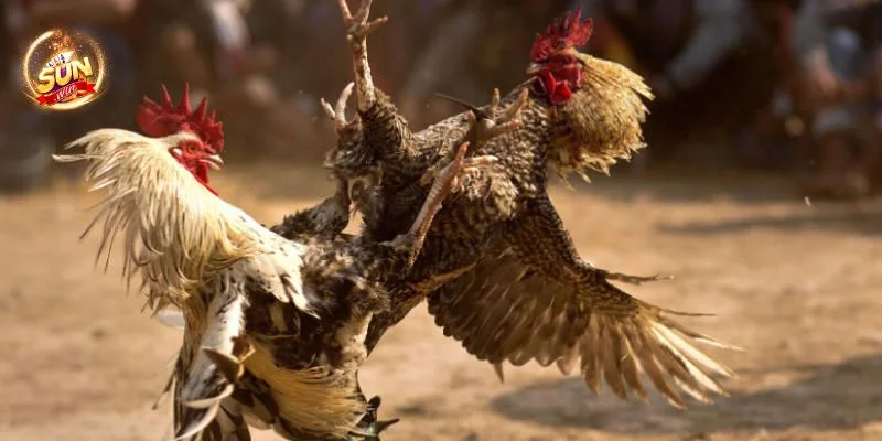 Đá gà tại cổng game Sunwin được bet thủ vô cùng yêu thích. 